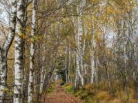 Torfbahn Gleisreste führen durch den Birkenhain